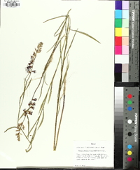 Streptanthus hyacinthoides image