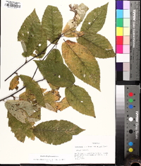 Betula alleghaniensis image