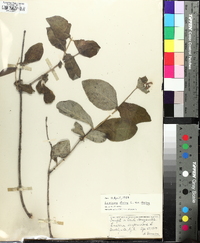 Lonicera dioica image