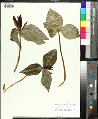 Trillium underwoodii image