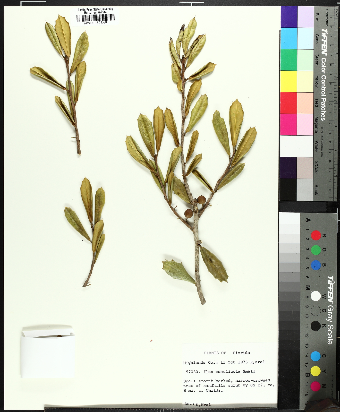 Ilex arenicola image