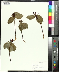 Trillium sessile image