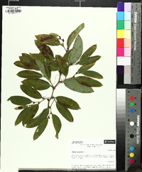 Smilax laurifolia image