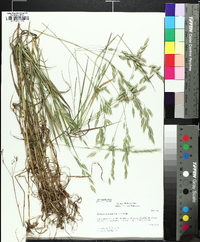 Bromus commutatus image