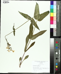 Penstemon laevigatus image