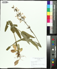 Penstemon laevigatus image