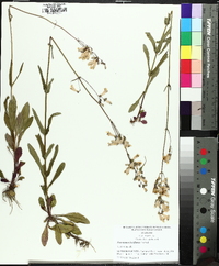 Penstemon laxiflorus image