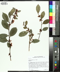 Lyonia lucida image