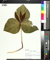 Trillium cuneatum image