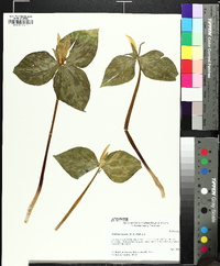 Trillium luteum image