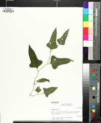 Smilax bona-nox image