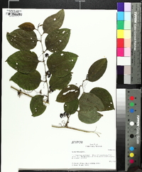 Smilax tamnoides image