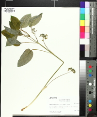 Smilax hugeri image