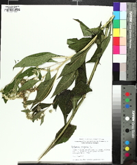 Verbesina virginica image