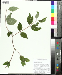 Philadelphus hirsutus image