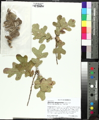 Quercus margaretta image