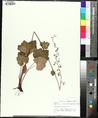 Heuchera americana var. hispida image