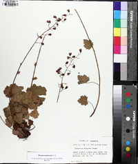 Heuchera pubescens image