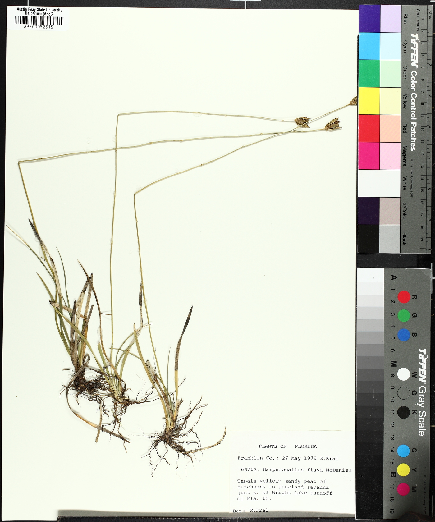 Harperocallis image