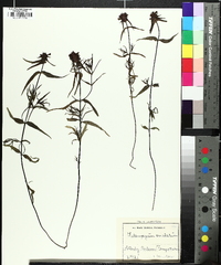 Melampyrum cristatum image