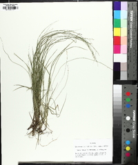 Carex socialis image