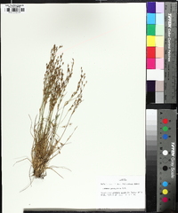 Juncus georgianus image