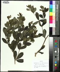 Baptisia nuttalliana image