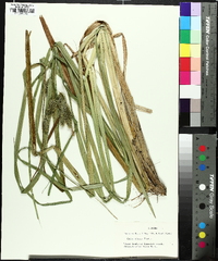 Carex comosa image