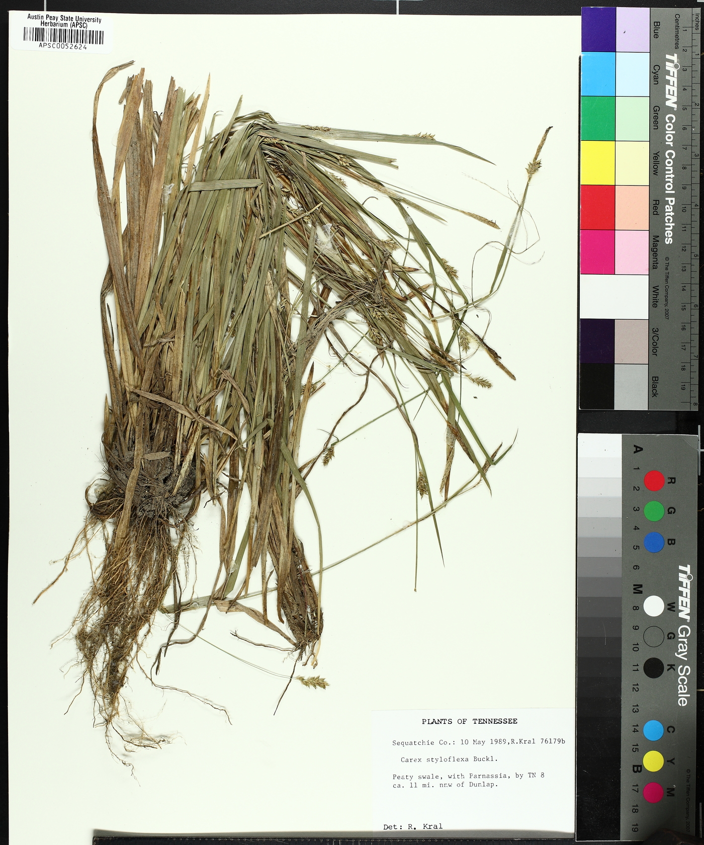 Carex styloflexa image