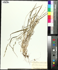 Echinochloa colona image