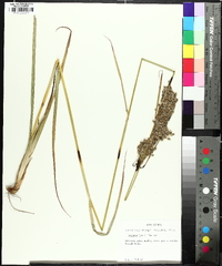 Scirpus longii image