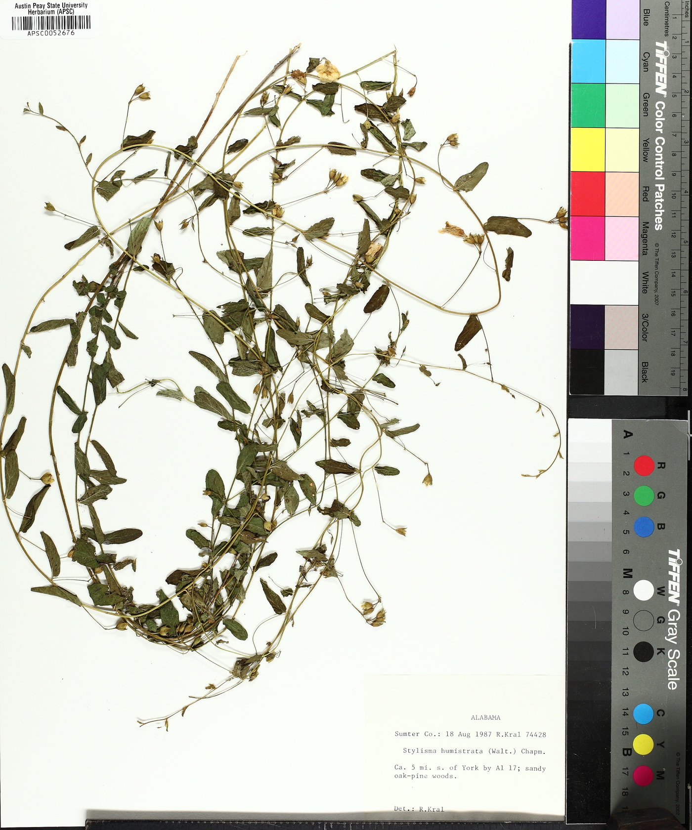 Stylisma humistrata image
