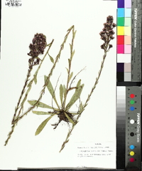 Trilisa paniculata image