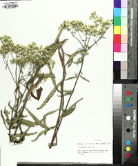 Eupatorium album image