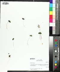 Oxalis violacea image