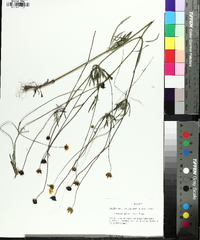 Coreopsis grandiflora image