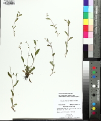 Myosotis macrosperma image