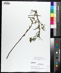 Hypericum sphaerocarpum image