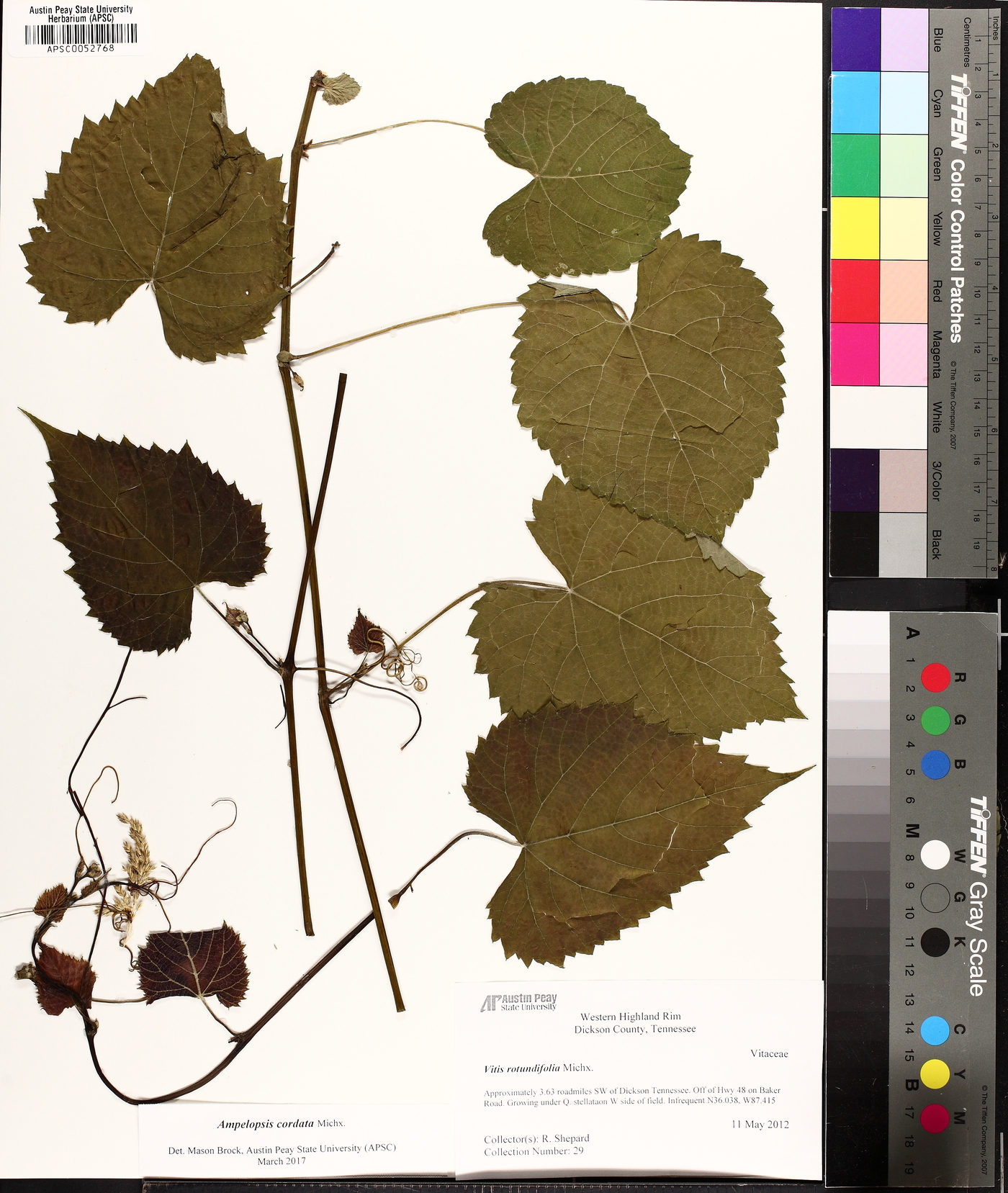 Vitis baileyana image