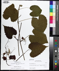 Vitis baileyana image