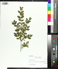 Ligustrum sinense image