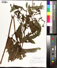 Rumex conglomeratus image