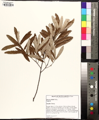 Quercus pumila image