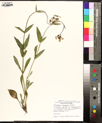 Penstemon laevigatus image