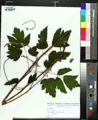 Actaea racemosa image