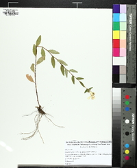 Oenothera fruticosa subsp. glauca image