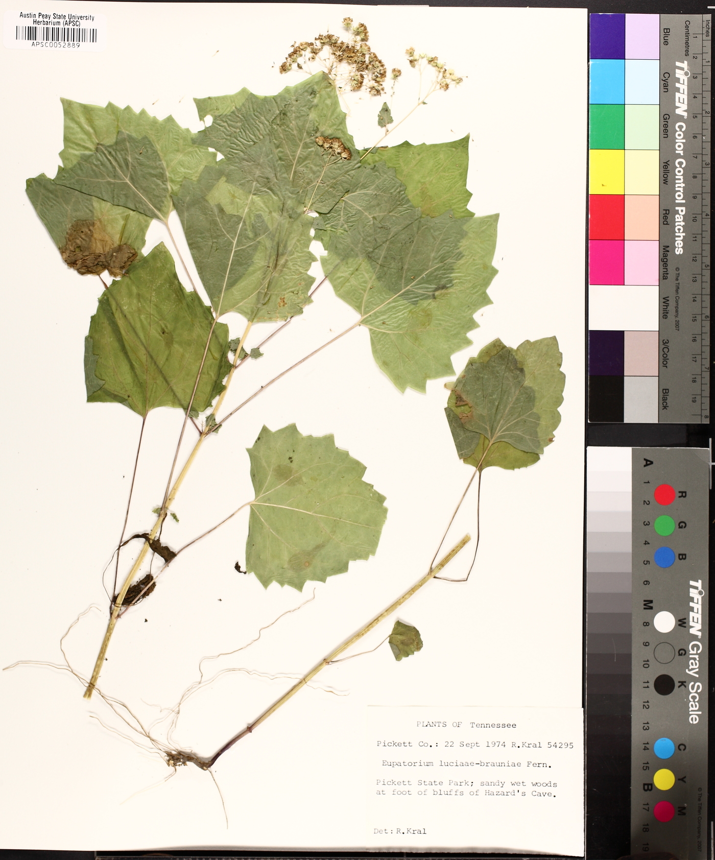 Ageratina luciae-brauniae image