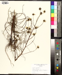 Helianthus angustifolius image