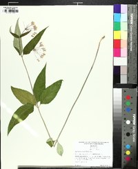 Asclepias quadrifolia image