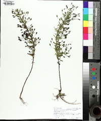 Mecardonia acuminata image